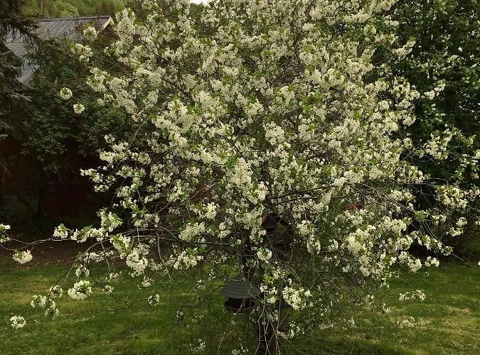 Skjeggestad Villaer Ringebu